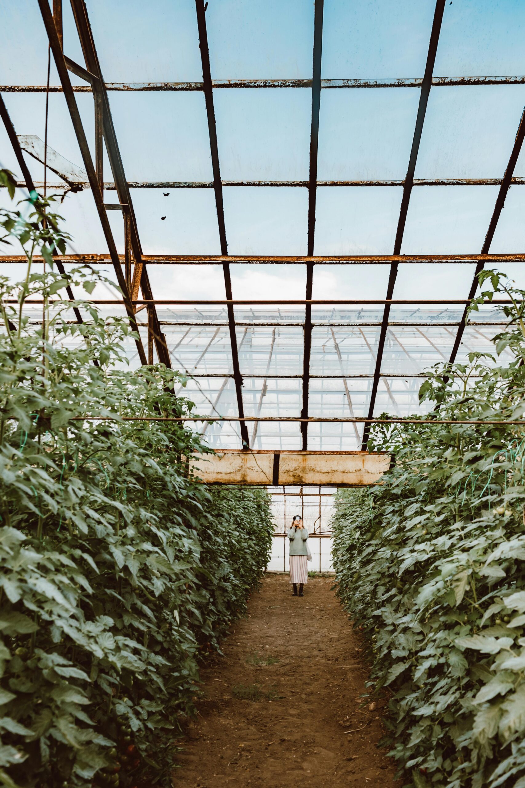 A woman stands in a large greenhouse with towering rows of green plants under a clear sky.